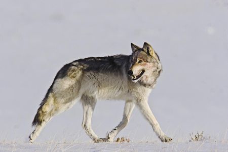 Once loathed as a "beast of waste," the gray wolf (in Yellowstone) is beloved by some as a symbol of unadulterated nature.
