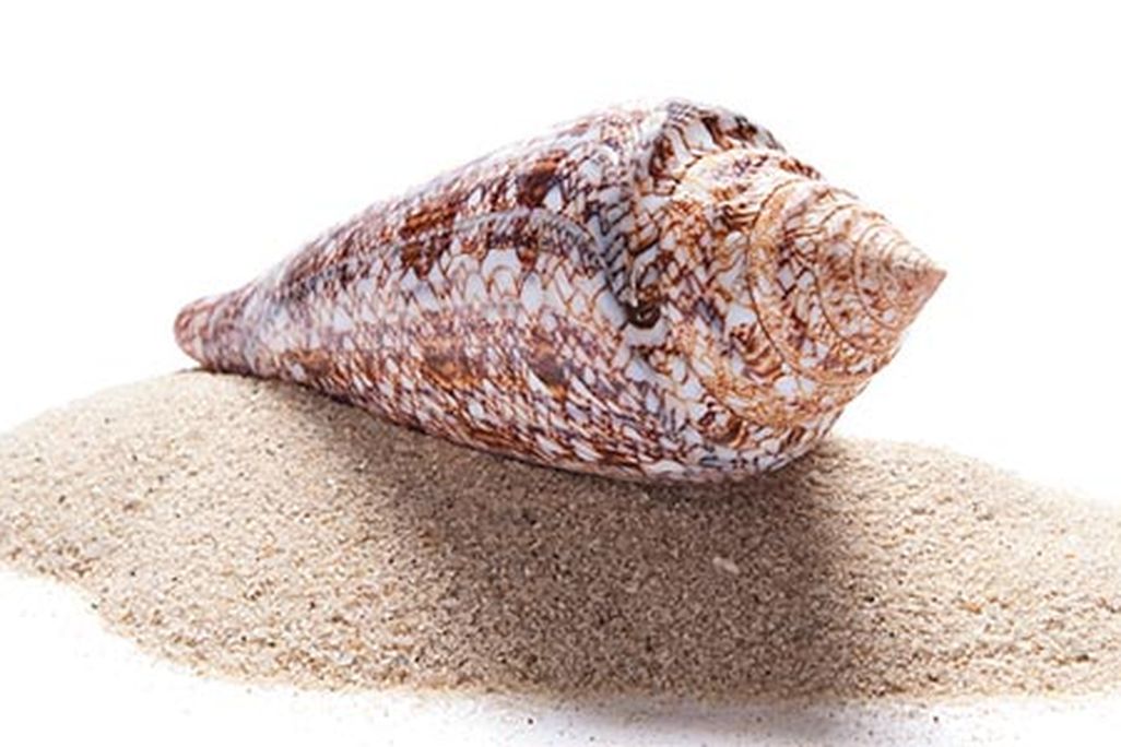 Conus gloriamaris shell