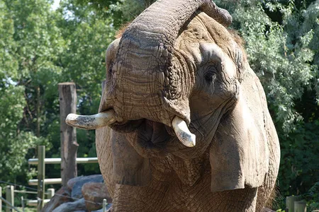 An elephant at the Toronto Zoo