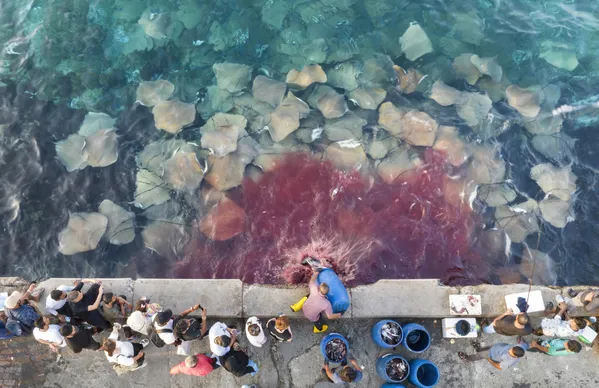 Stingray Storm thumbnail