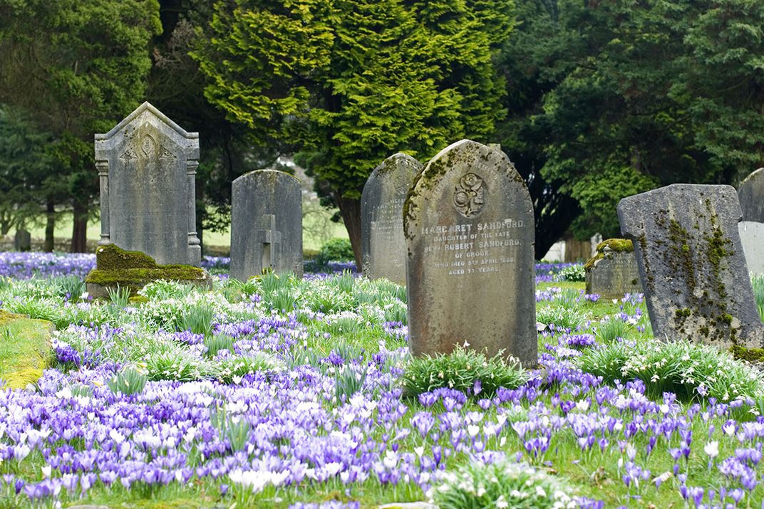 Bucolic graveyard scene with hundreds of purple flowers blooming.