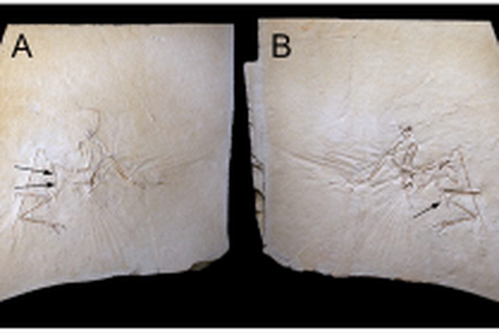20110520083152munich-archaeopteryx-slabs-300x139.jpg