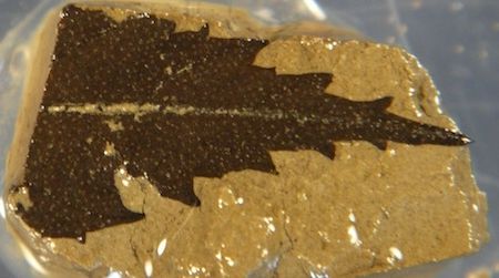 A 24,700-year-old leaf found beneath a Japanese lake, along with other samples, will help scientists more precisely date a range of ancient objects.