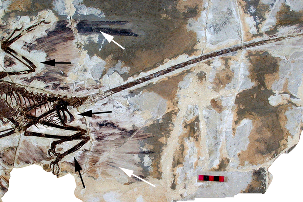 dinosaur fossilized bones