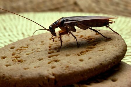 That cockroach has a nasty bite.