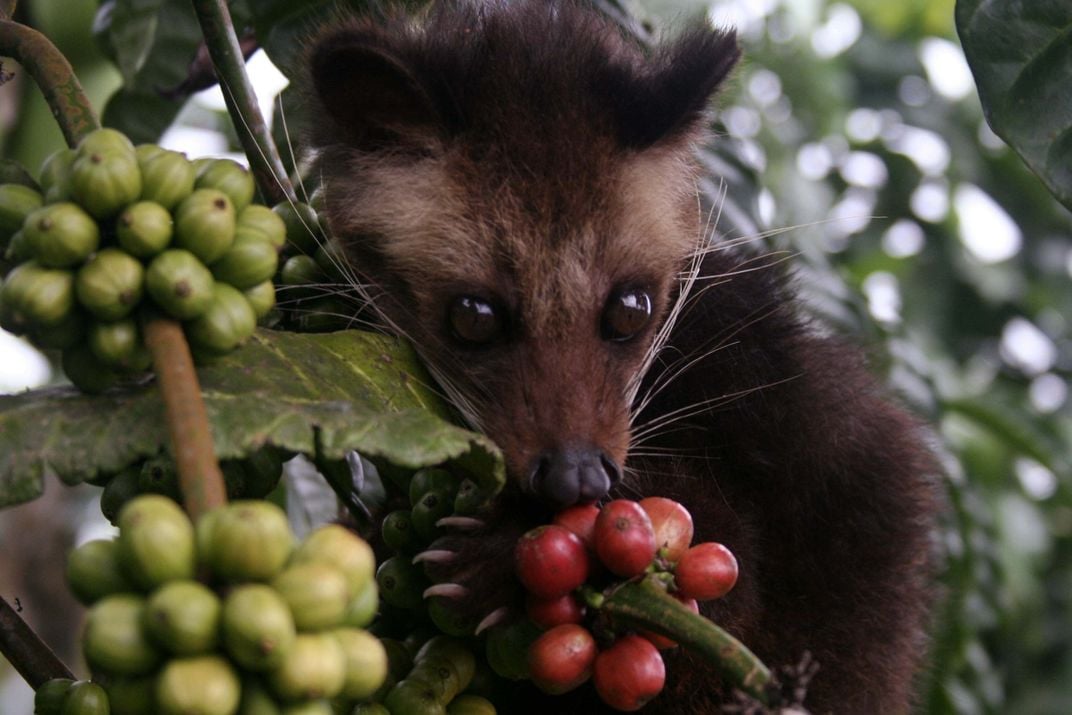 Challenging and enriching to study”: Exploring robusta coffee's genetic diversity - Perfect Daily Grind