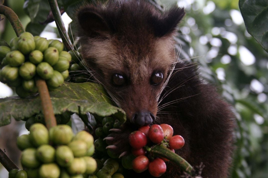 Civet coffee