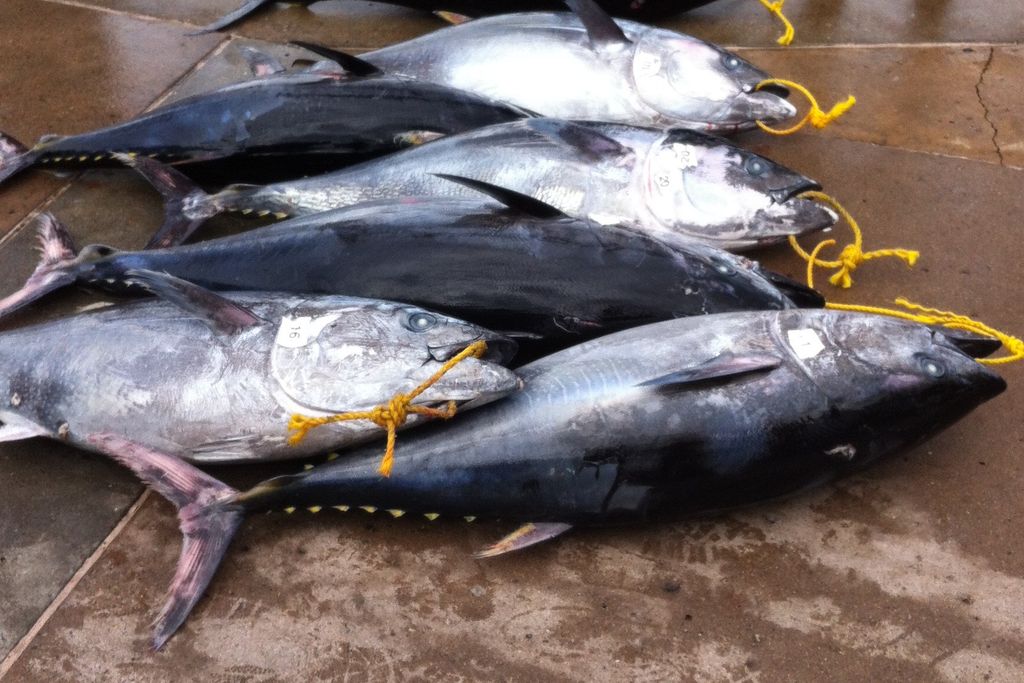 Bluefin