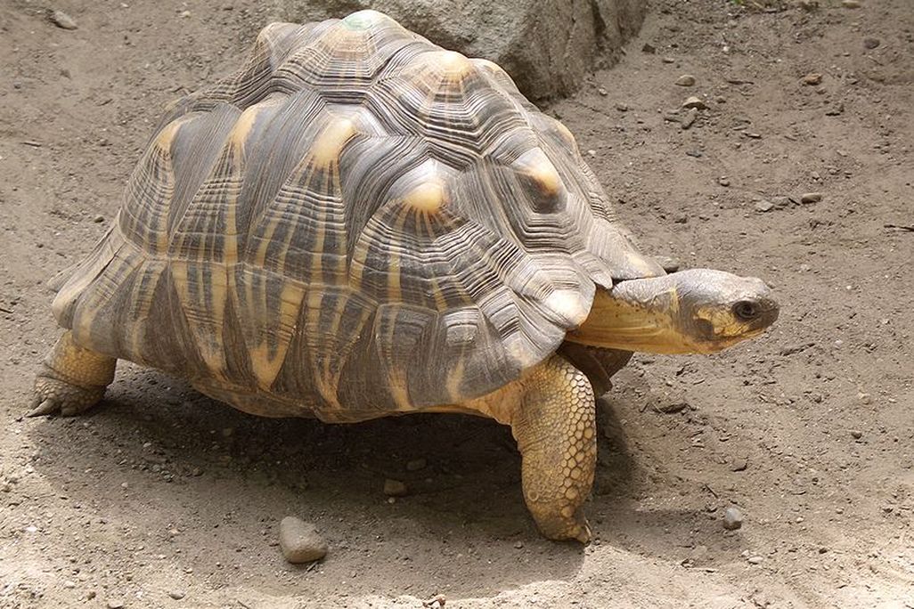 tortoise.jpg