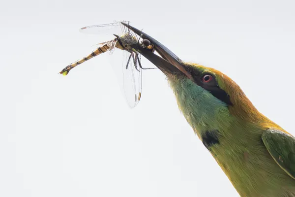 The Hunter's Grip thumbnail