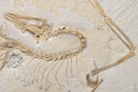 Close-up showing the&nbsp;Archaeopteryx fossil&rsquo;s skull, neck, spine, rib cage and wing bones. The fossil will go on view at Chicago's Field Museum on May 7.