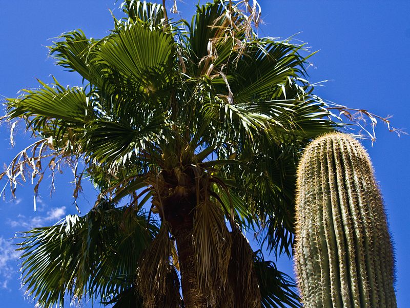 Desert Plants in Southern Arizona. Smithsonian Photo Contest Smithsonian Magazine