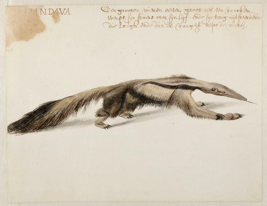 anteater