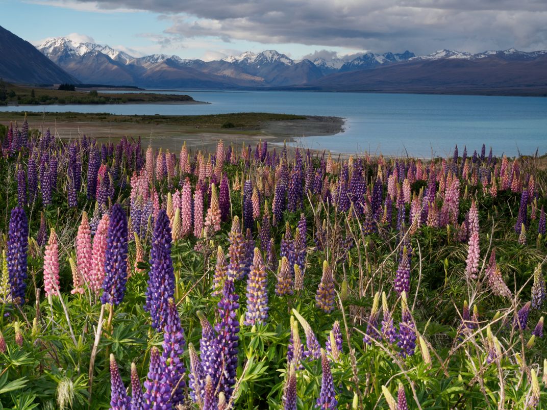 Landscape of lupines and mountains on the South Island