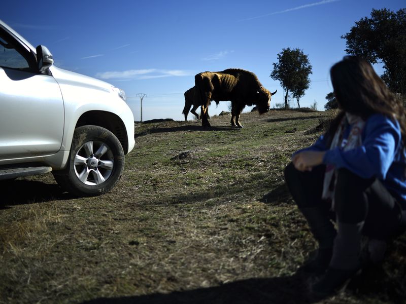 Recovering European bison in Spanish pastures Smithsonian Photo