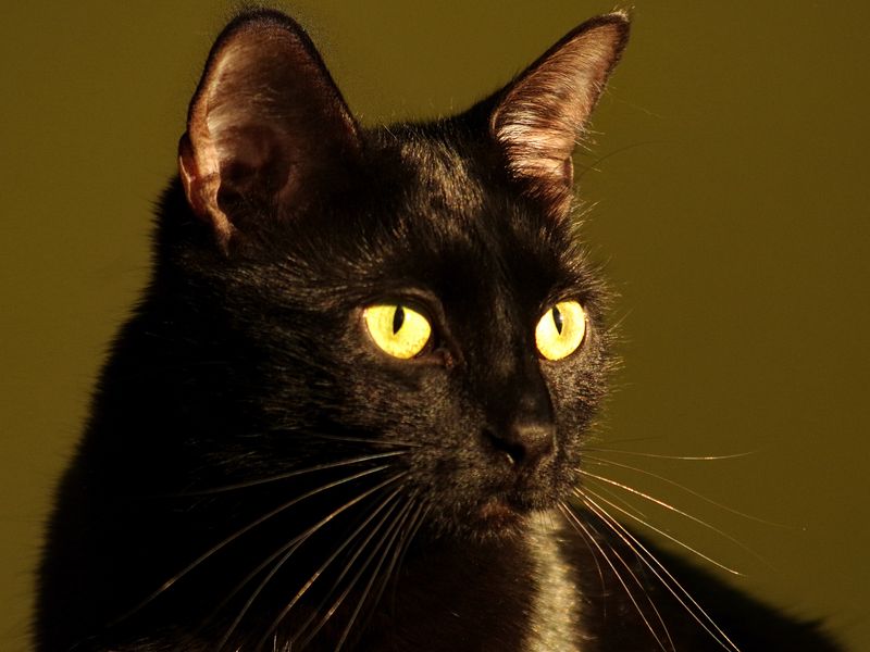 Black Cat, Bright Eyes Smithsonian Photo Contest Smithsonian Magazine