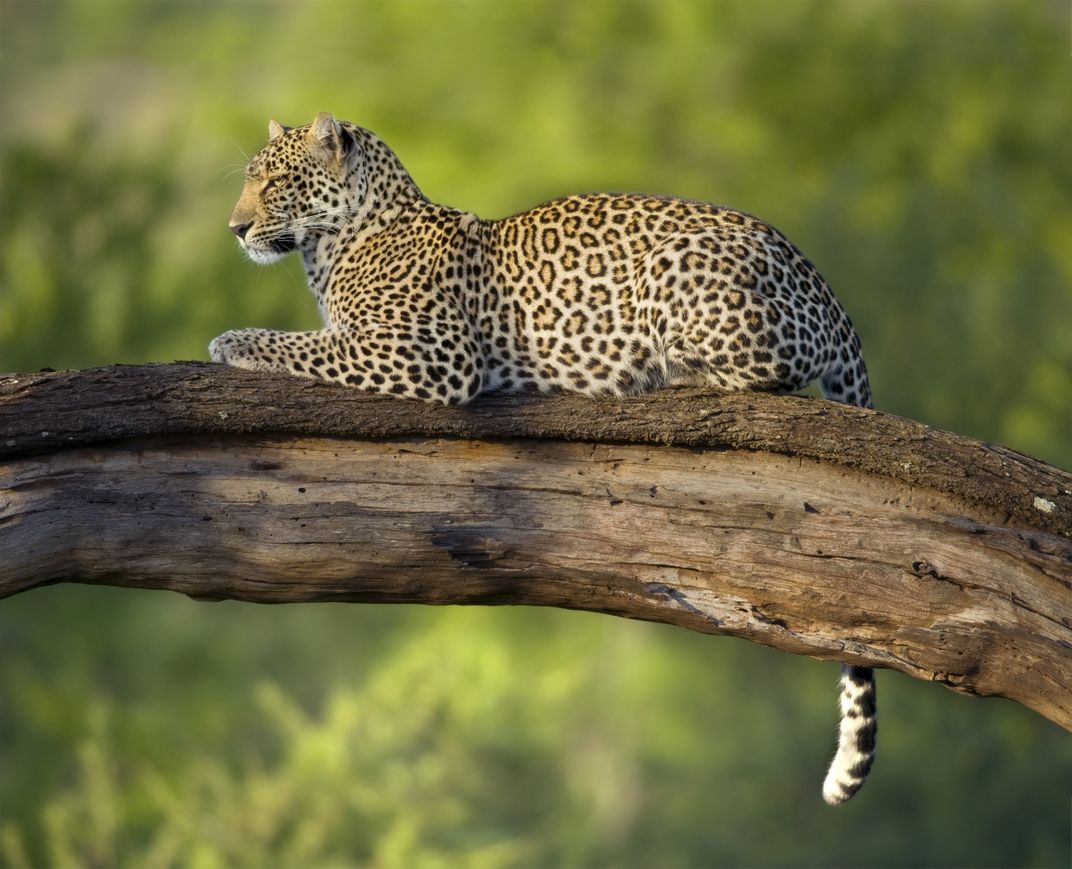 Leopard on watch in a tree in the Serengeti