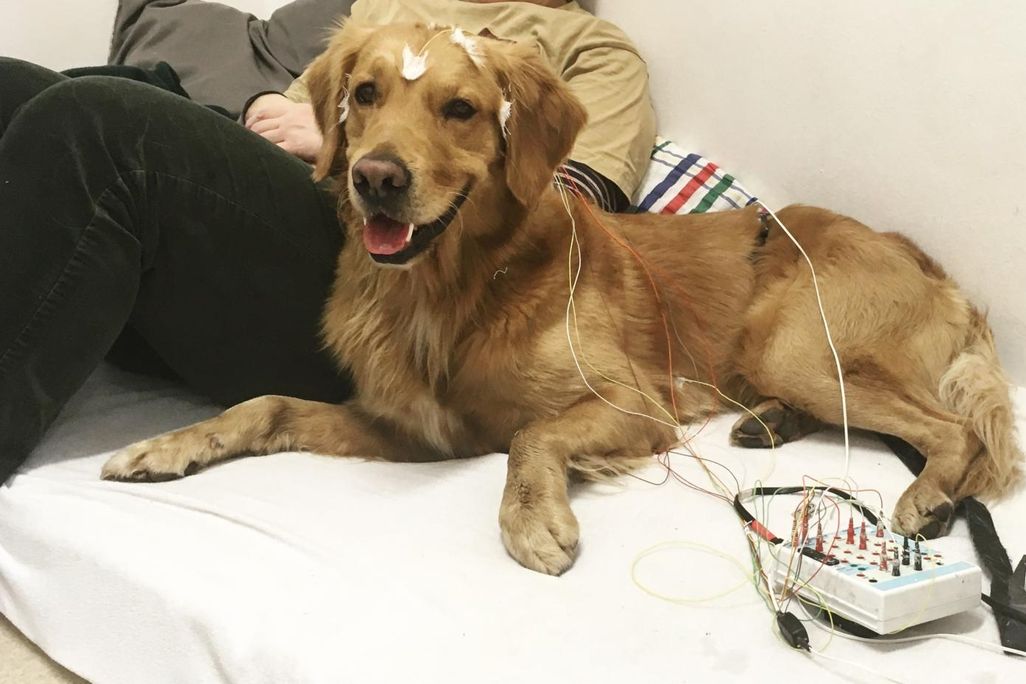 Photo of a relaxed, golden retriever-like dog with electrodes taped to its head