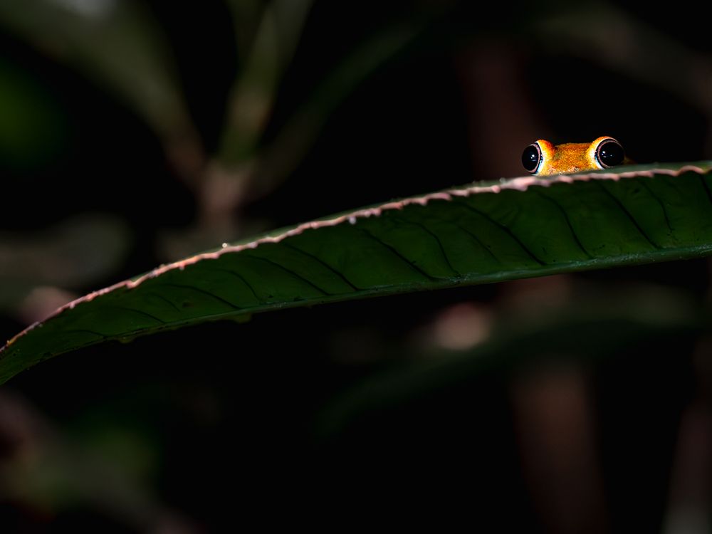 Madagascar Tree Frog | Smithsonian Photo Contest | Smithsonian Magazine