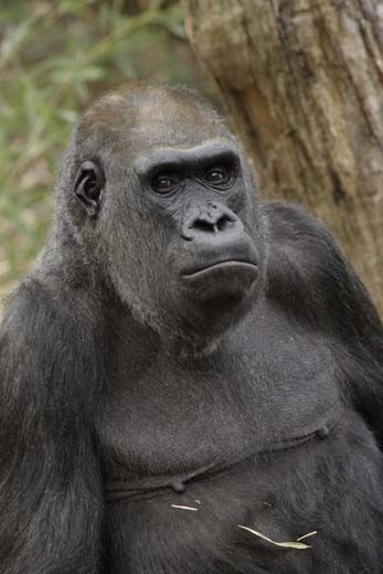 20110520110720Haloko-National-Zoo-Gorilla.jpg