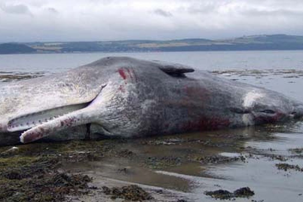 whale.jpg