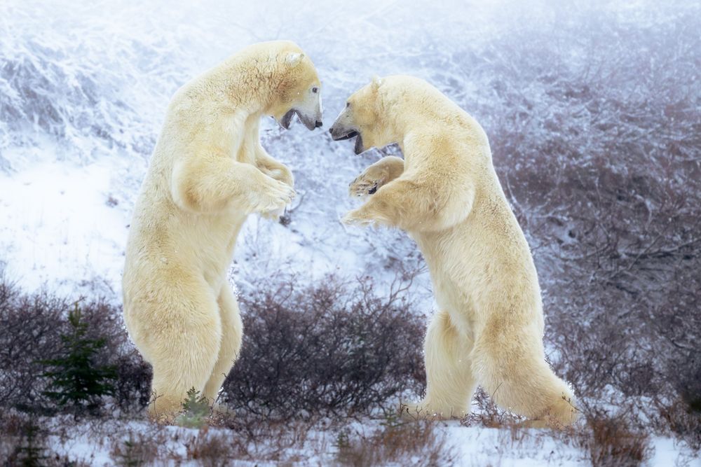 Two polar bears fight