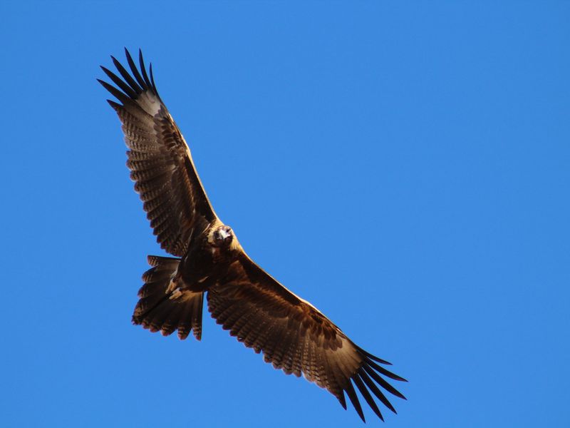 Wedge tail eagle circling prey | Smithsonian Photo Contest ...