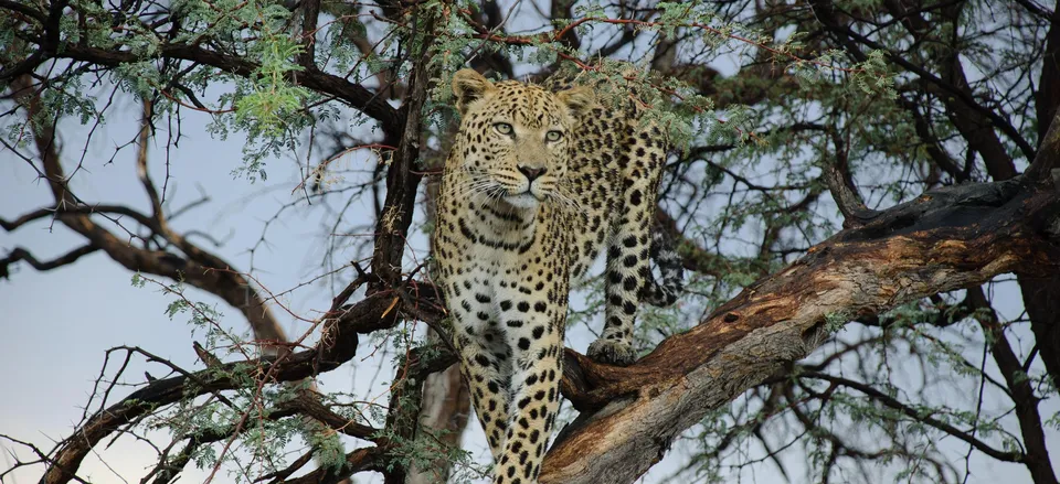  Leopard Credit: Paolo Pescia
