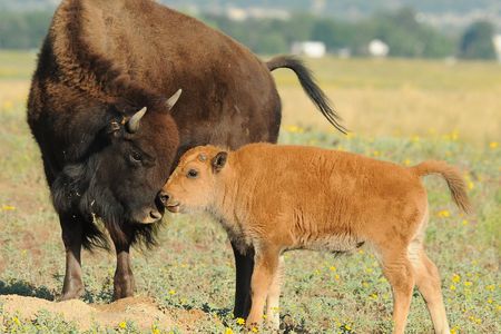 A mother and baby bison in the Rocky Mountain Arsenal National Wildlife Refuge.