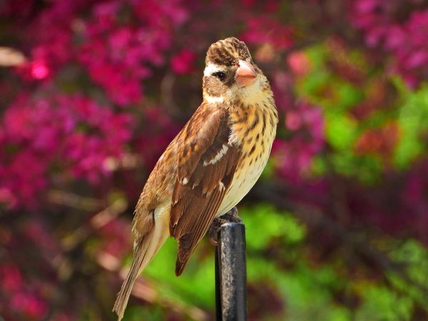 Female Rose Breasted Grosbeak Sunbathing thumbnail