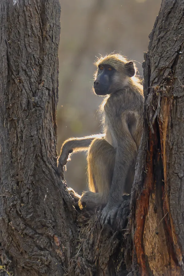 Pensive Baboon thumbnail