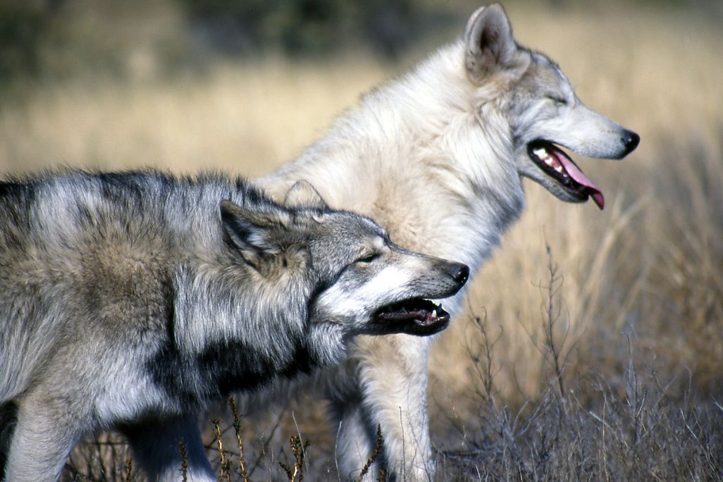 Two gray wolves