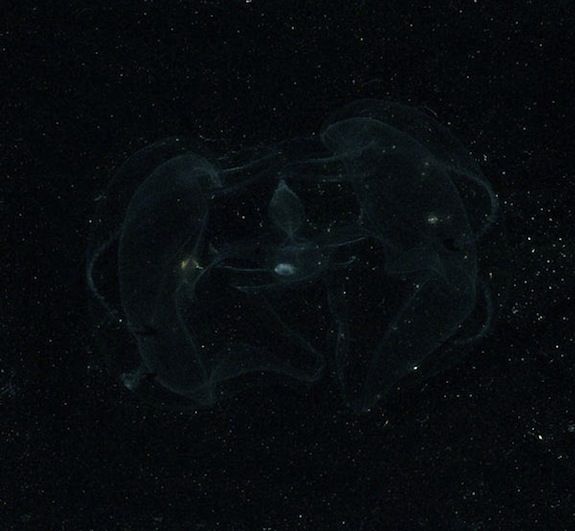 This lobate ctenophore is another bioluminescent creature that lives off the coast of the Americas.