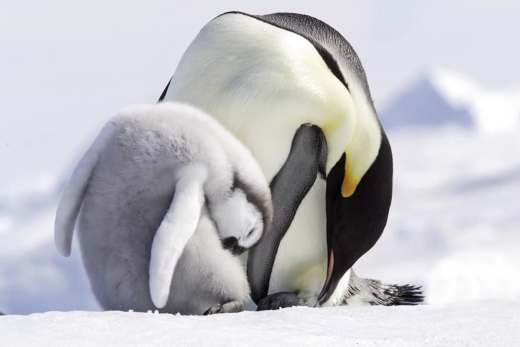 Emperor penguins preening