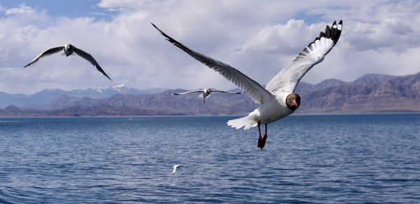 Seagulls in Bangong Lake thumbnail