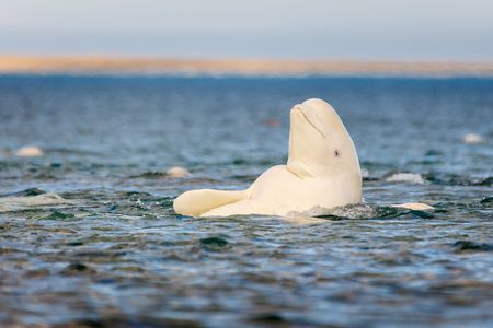 Beluga whales are one of five species of whale that undergo menopause. The new study finds that females in these five species live decades longer than females of similarly sized species.