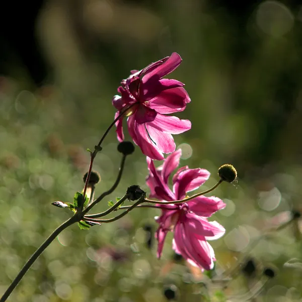 Autumn blossom thumbnail