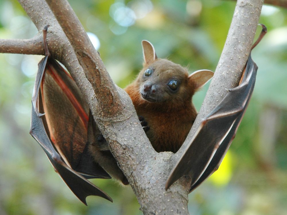 A fruit bat with large, dark eyes, big ears and light brown fur wraps its gray wings around a tree branch.
