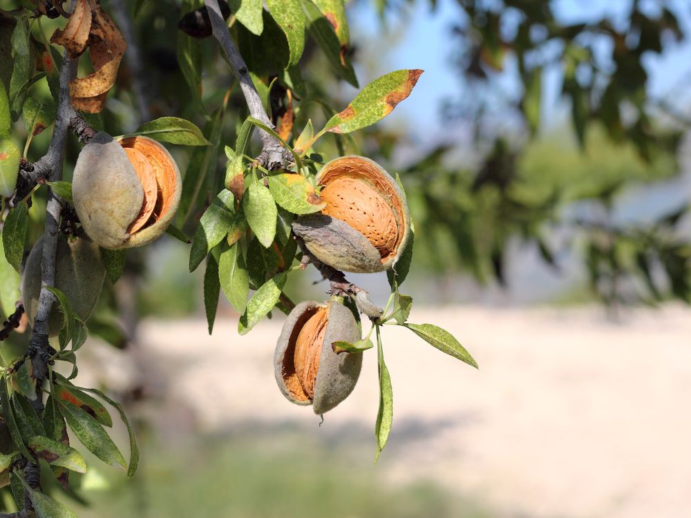 Close up of almonds hanging from the branches of an almond tree