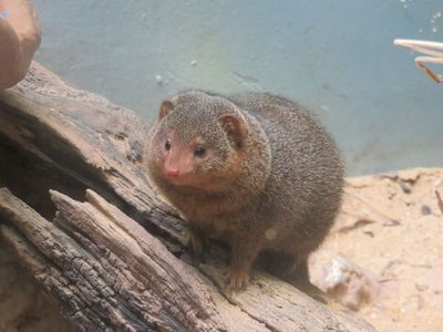 Dwarf mongoose at the National Zoo