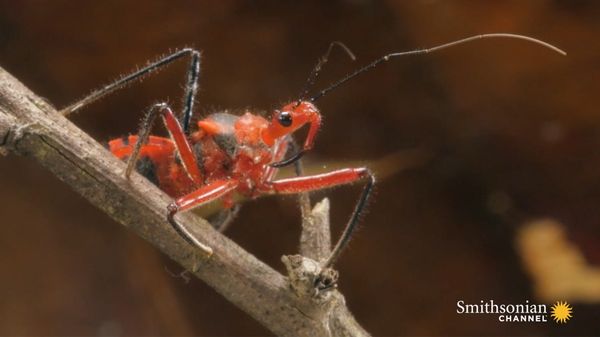Preview thumbnail for Why the Assassin Bug More Than Lives Up to Its Name
