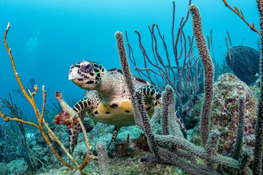 A hawksbill swims in a coral reef in Barbados