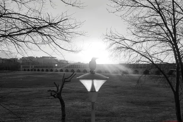 Light Between Wings thumbnail