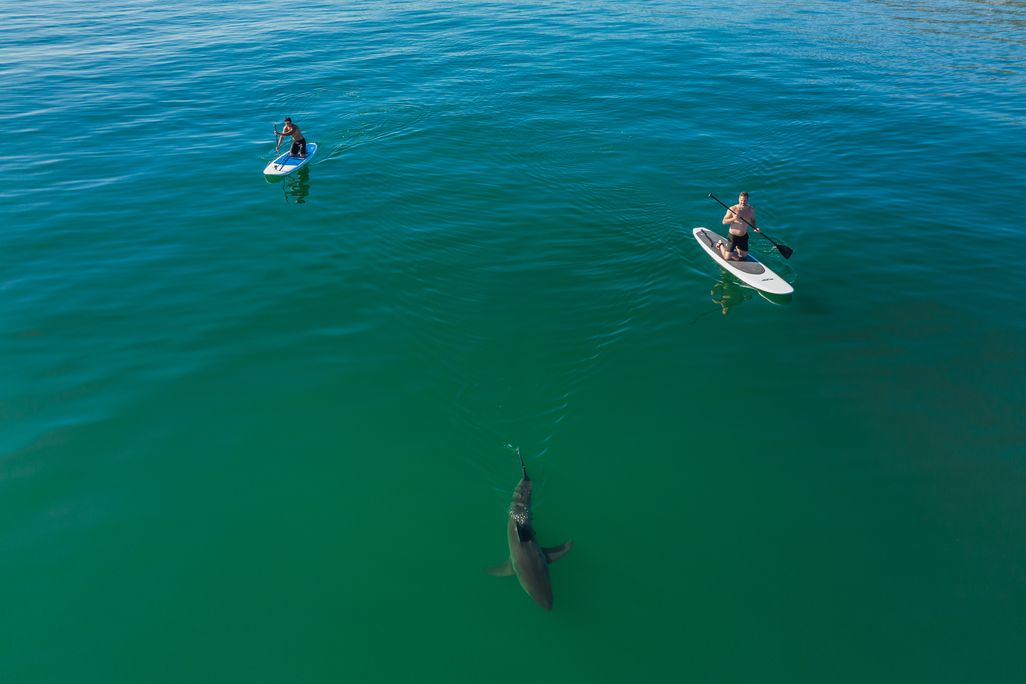 drone shot of two paddle boarders near a shark