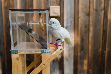 A cockatoo uses a sharp stick to poke through a membrane before using a scoop to fish out the cashew inside the box.