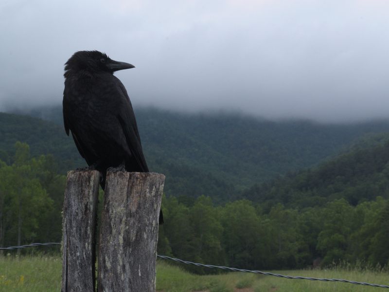 Smokey Mountain Raven Smithsonian Photo Contest Smithsonian Magazine