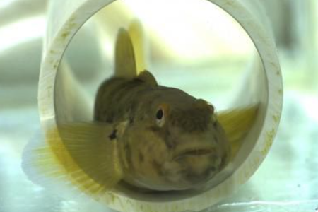 A round goby (Neogobius melanostomus) in a plastic pipe in the lab.