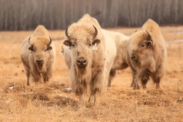 White bison in Alberta, Canada thumbnail