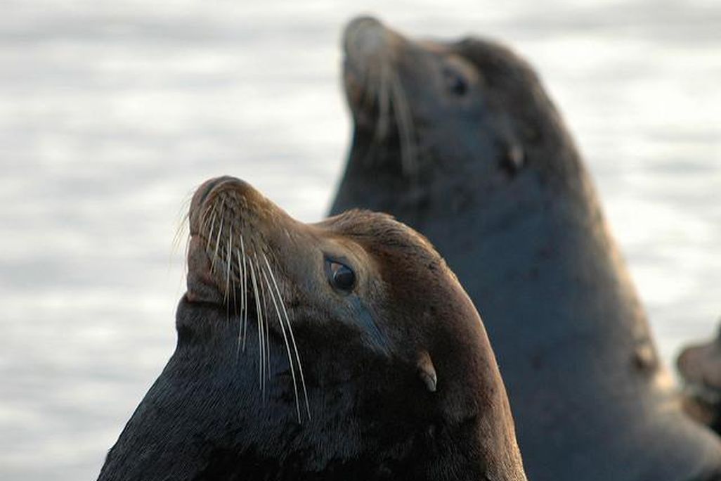 Sea Lions