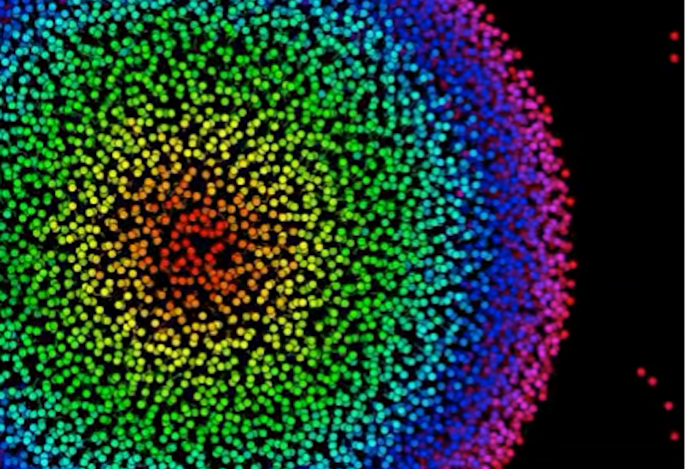 Zebrafish